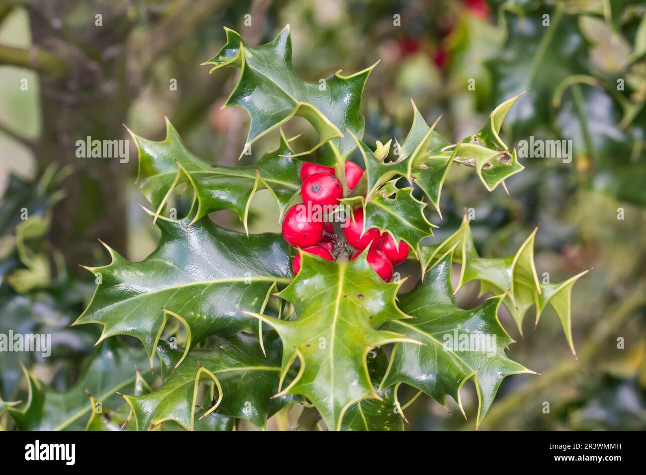 Ilex aquafolium, connu sous le nom de Holly, Holly commune, Holly européenne, Holly anglaise, Houx de Noël Banque D'Images