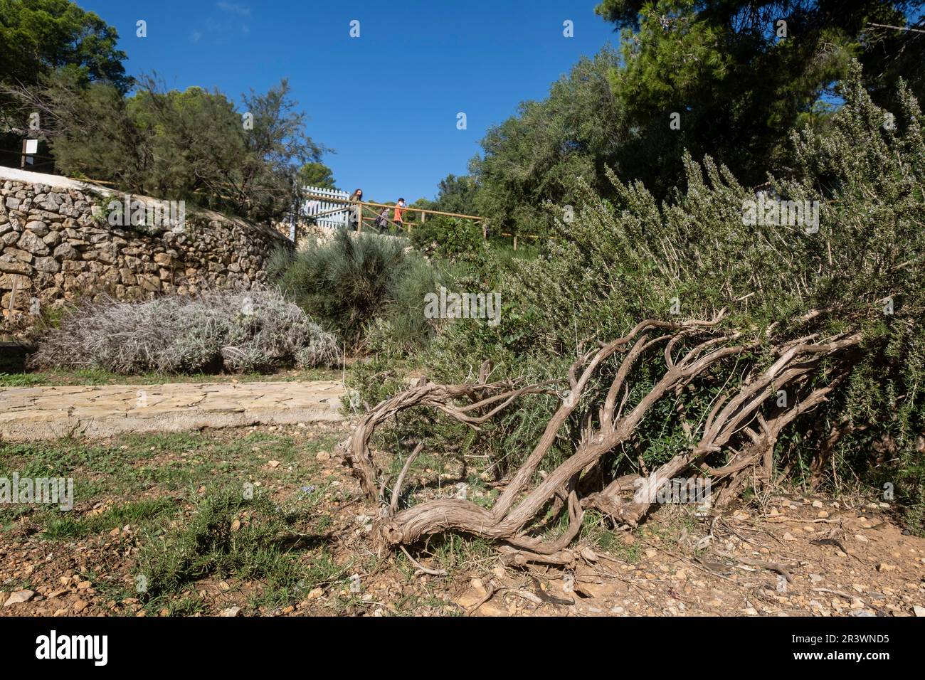 Jardin méditerranéen de plantes indigènes Banque D'Images