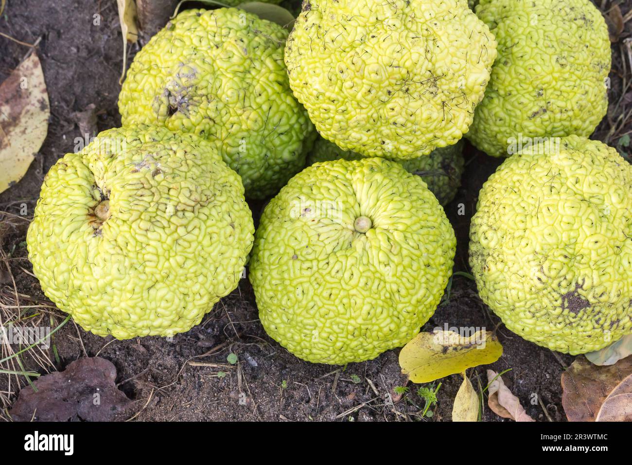 Maclura pomifera, Osage orange arbre (fruit) Banque D'Images