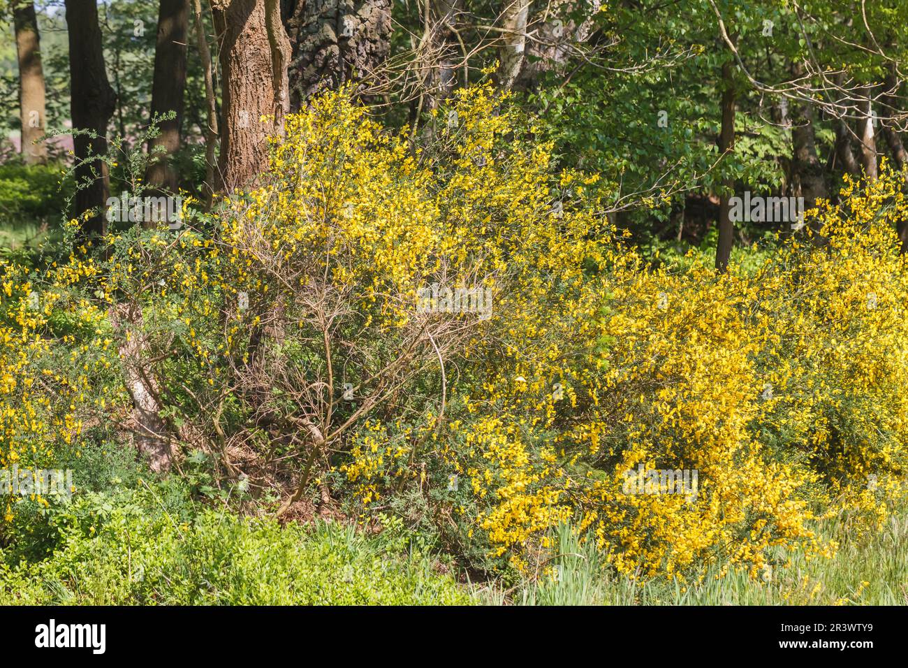 Cytisus scovarius buisson au printemps, connu sous le nom de balai commun,  balai Scotch, balai anglais Photo Stock - Alamy