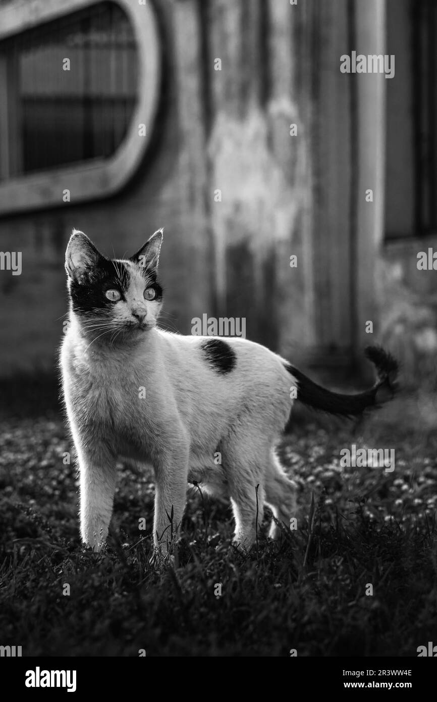 mignon chat de rue dans le parc noir et blanc Banque D'Images