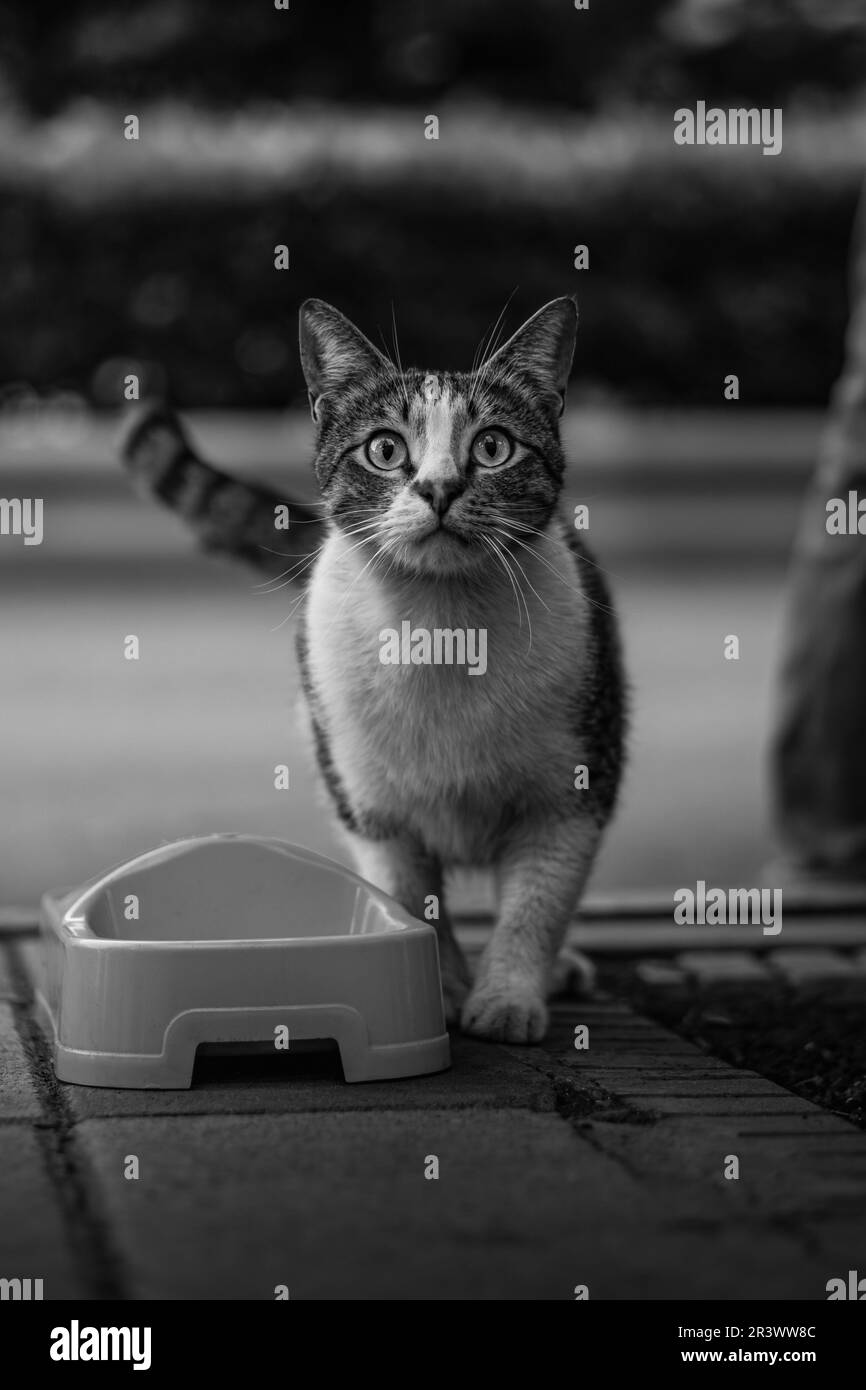 adorable chat de rue regardant l'appareil photo noir et blanc Banque D'Images