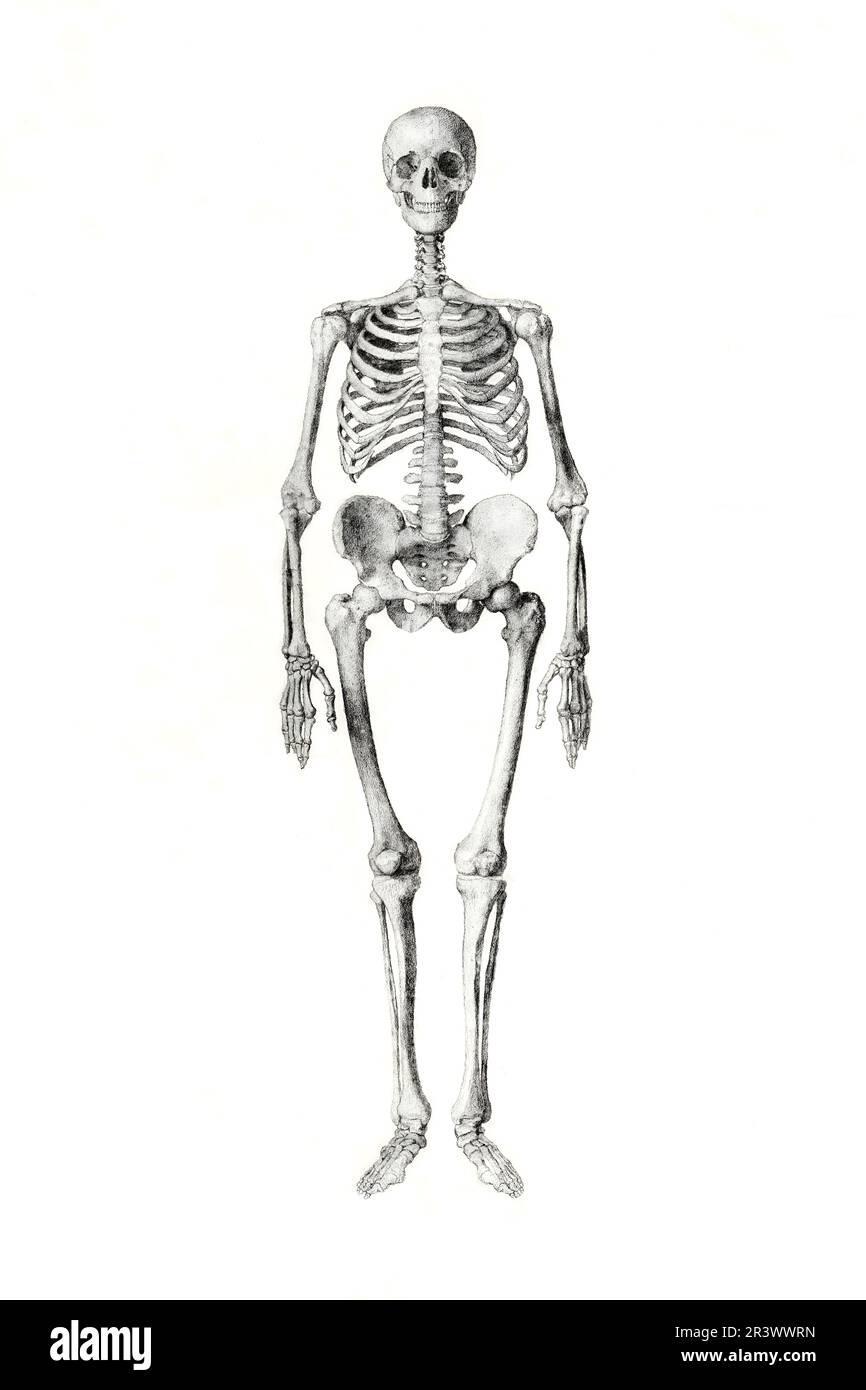 Dessin de squelette humain isolé sur fond blanc en haute résolution, vue antérieure. Banque D'Images Dessin de squelette humain isolé sur fond blanc en haute résolution, vue antérieure. Banque D'Images