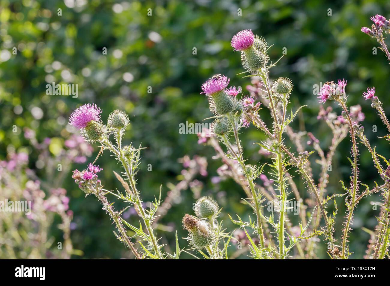 Cirsium vulgare, connu sous le nom de chardon de taureau, chardon de poires, chardon commun Banque D'Images