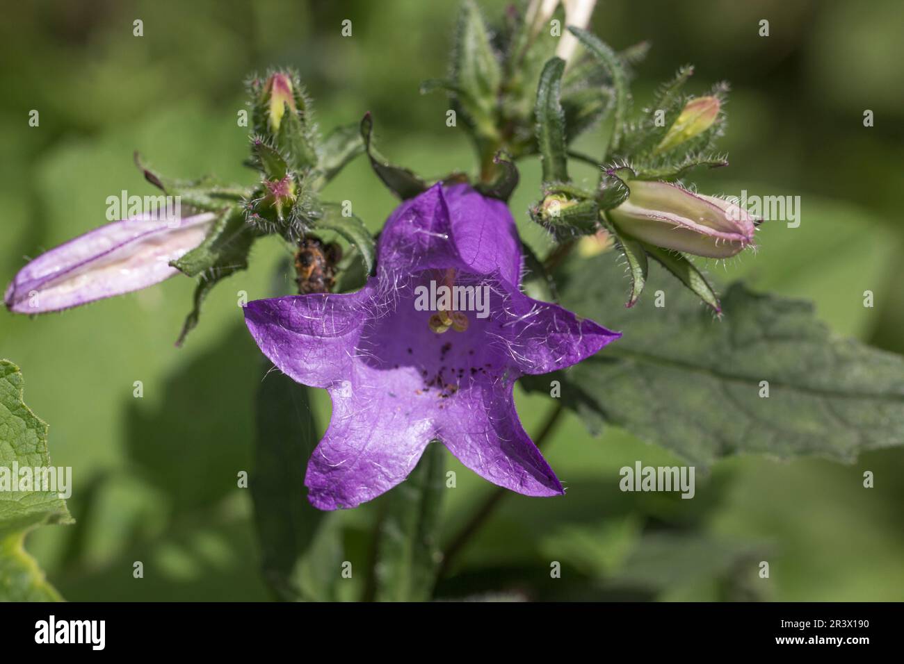 Campanula trachlium, communément connu sous le nom de fleur de bois de charanon Banque D'Images