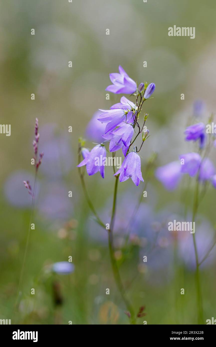 Campanula rotundifolia, subsp. Rotundifolia, connue sous le nom de Meadowbell, Harelell, Bluebell, Bellflower Banque D'Images