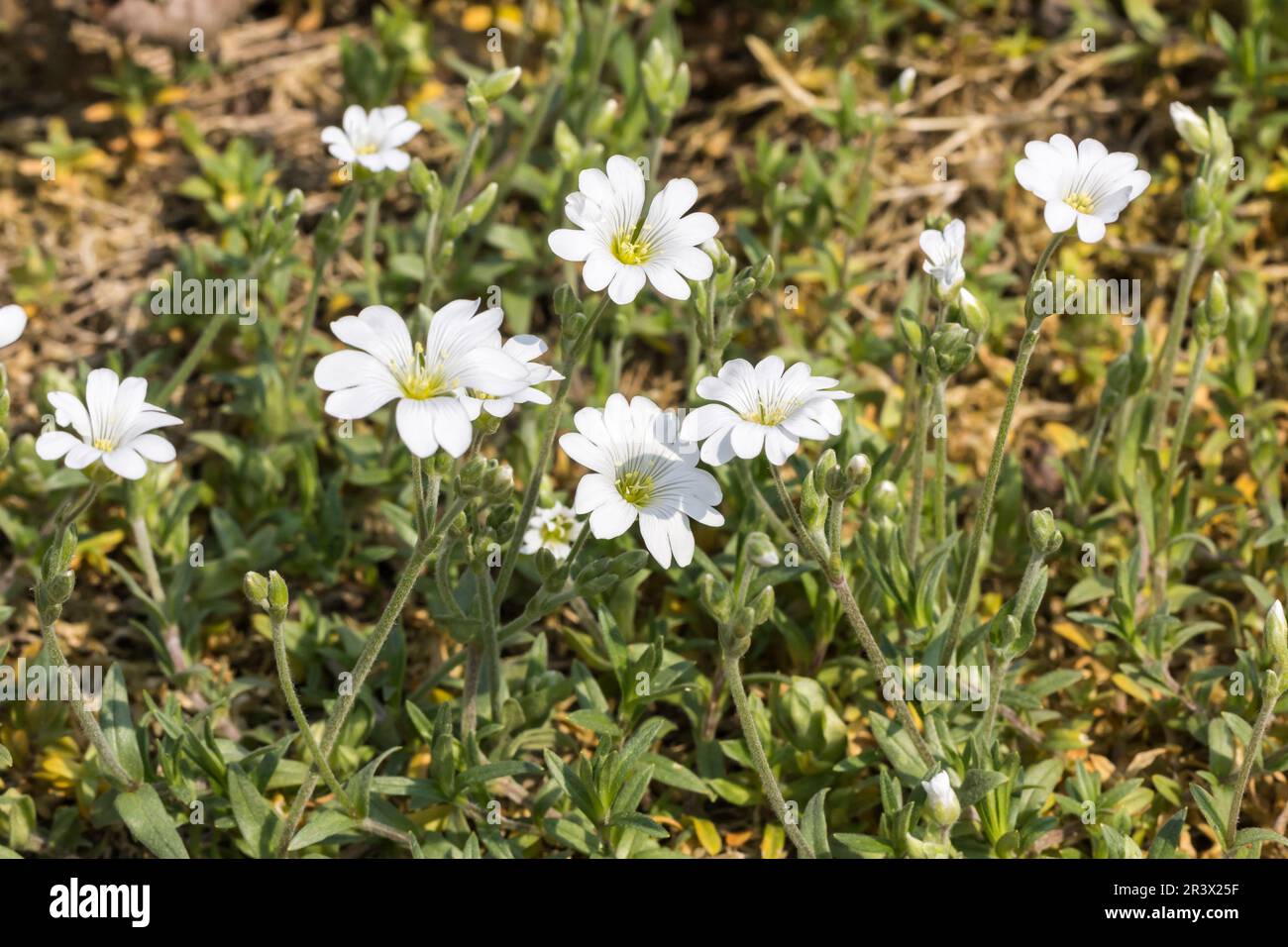 Cerastium arvense, ssp. arvense, chiche de champ, souris-oreille de champ Banque D'Images