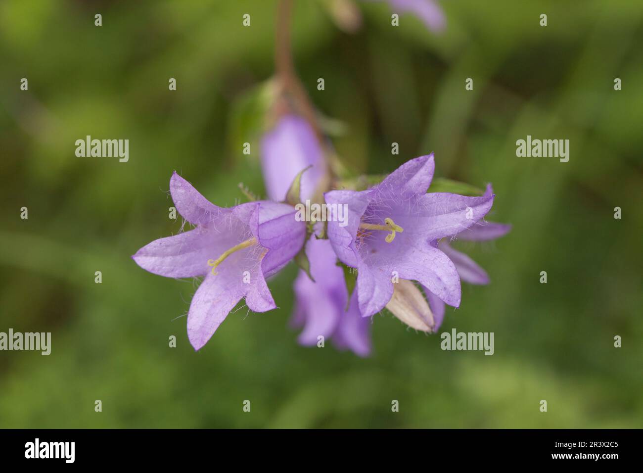 Campanula trachlium, communément connu sous le nom de fleur de bois de charanon Banque D'Images