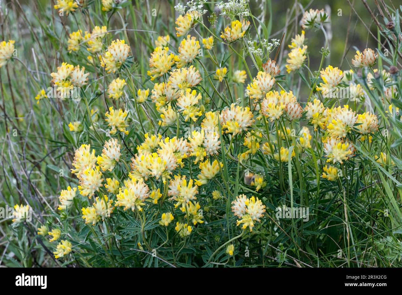 Anthyllis vulneraria, connu sous le nom de rénain, Woundwort, rénain commun vetch Banque D'Images