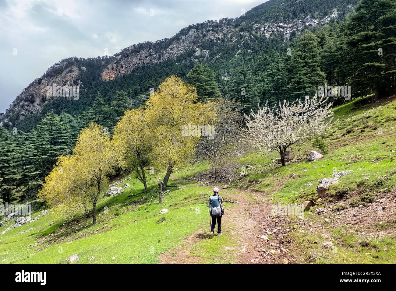 Le printemps, les amandiers fleurissent sur la voie lycienne, la Turquie de Saribelen Banque D'Images