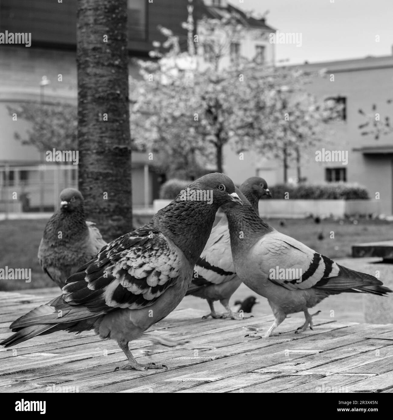 Sandnes, Norvège, 18 mai 2023, Groupe ou Flock of Wild Pigeons sur la promenade dans le port de Sandnes sans personne Banque D'Images