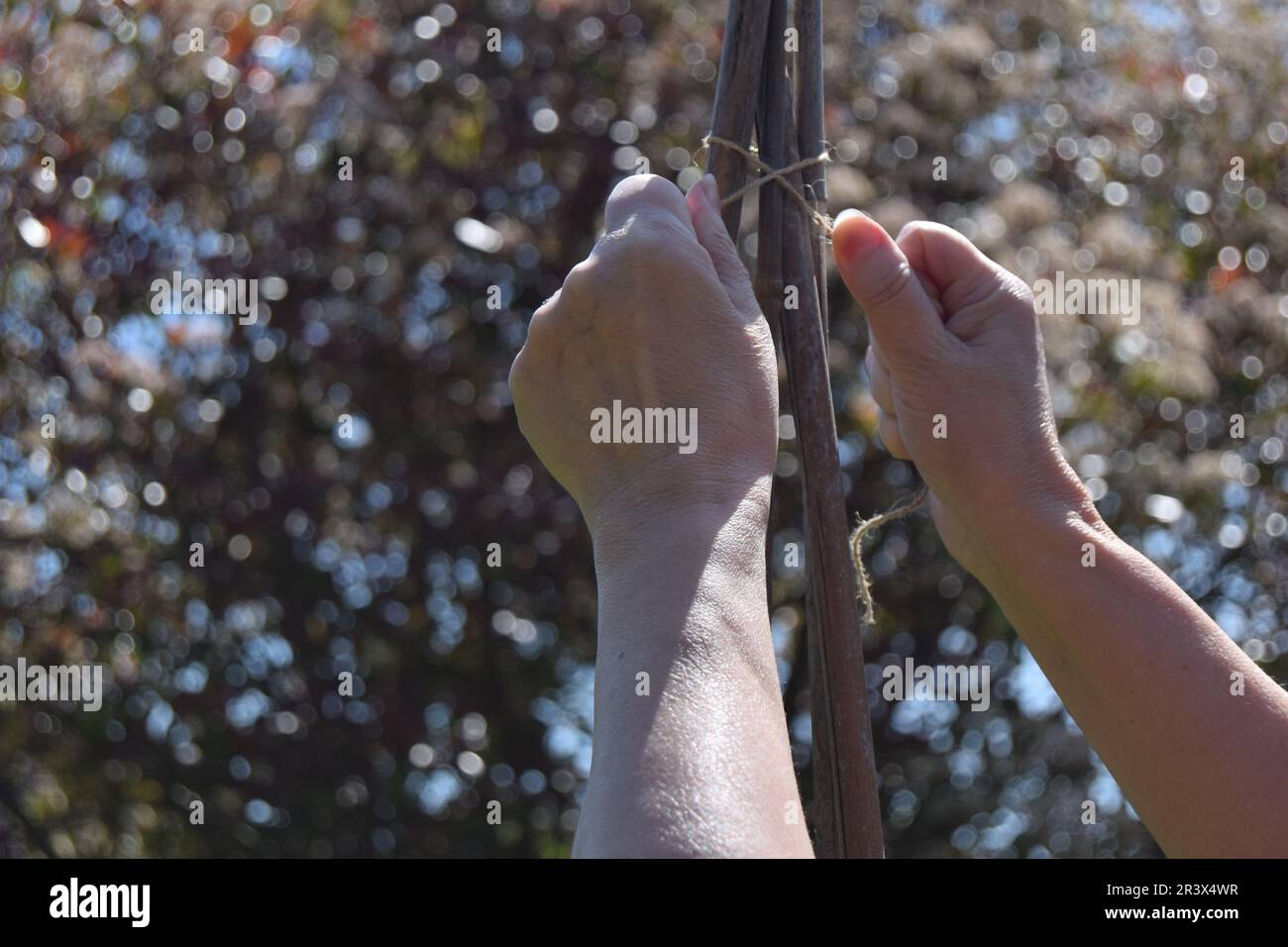 Une femme blanche lie une ficelle marron autour des piquets de bambou pour créer une wigwam pour que les petits pois grimpent dans un jardin dans le nord de l'Angleterre. Banque D'Images