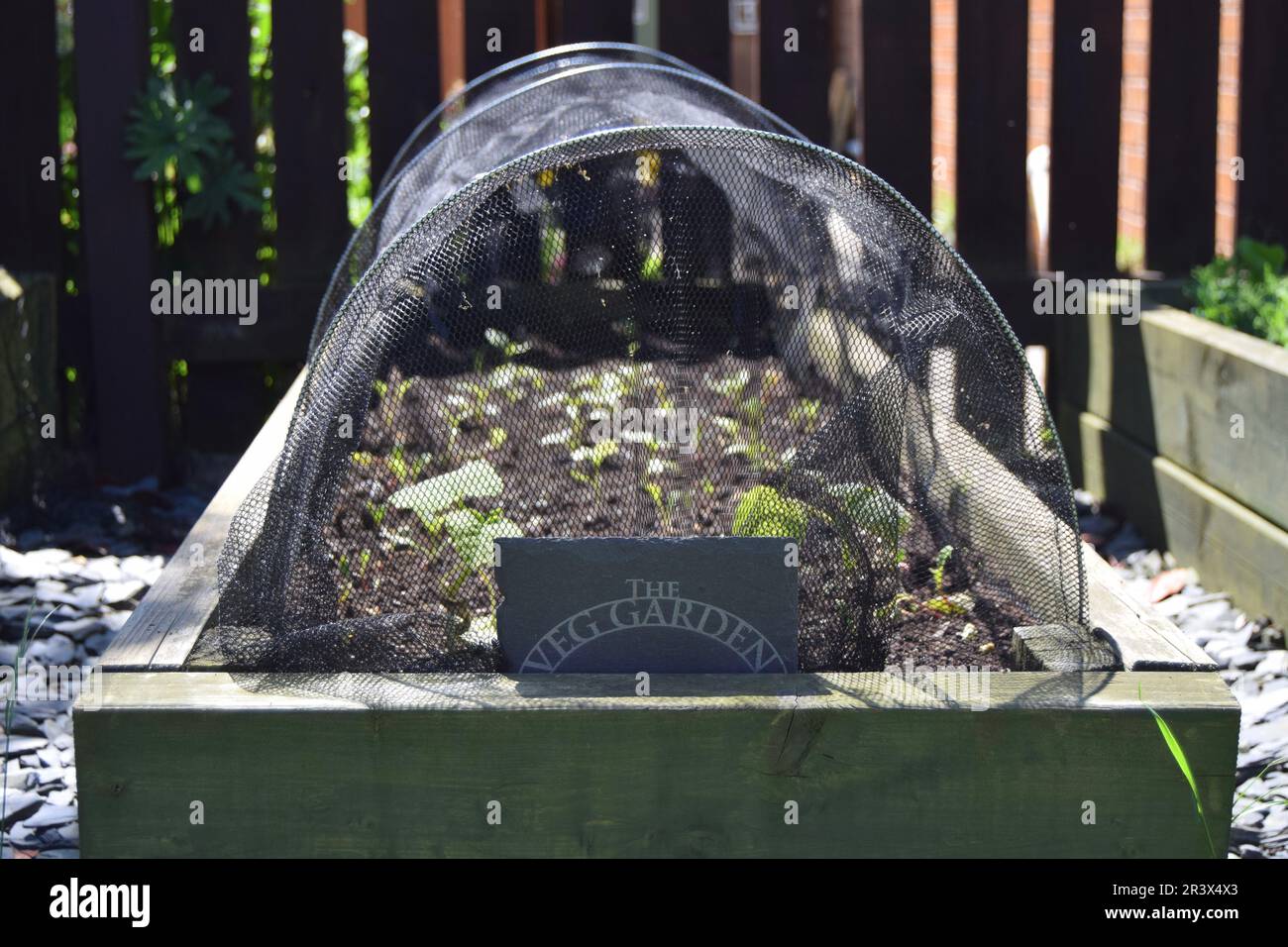 Un lit de légumes rehaussé rempli de semis plantés au printemps, recouvert d'un tunnel de croissance net avec une plaque en ardoise « The Veg Garden ». Banque D'Images