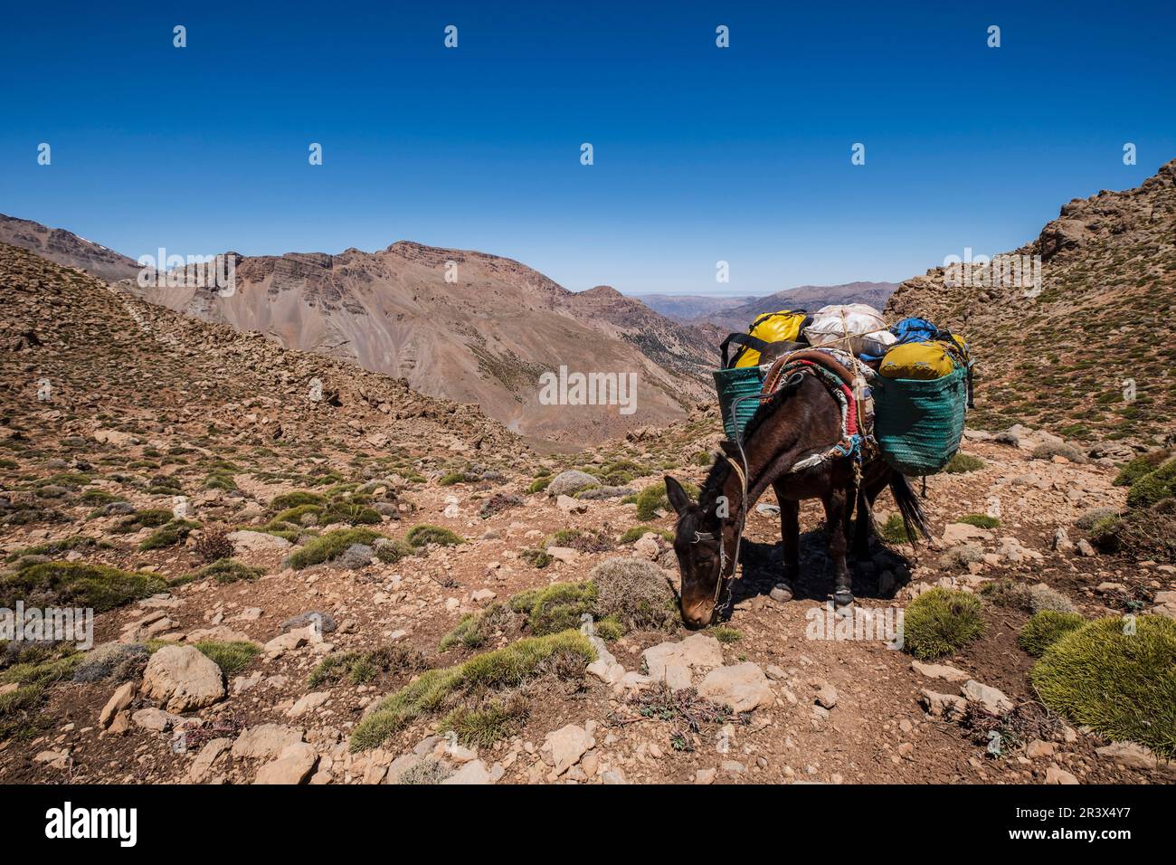 porter mule sur le col, Timaratine, randonnée MGoun, chaîne de montagnes de l'Atlas, maroc, afrique. Banque D'Images
