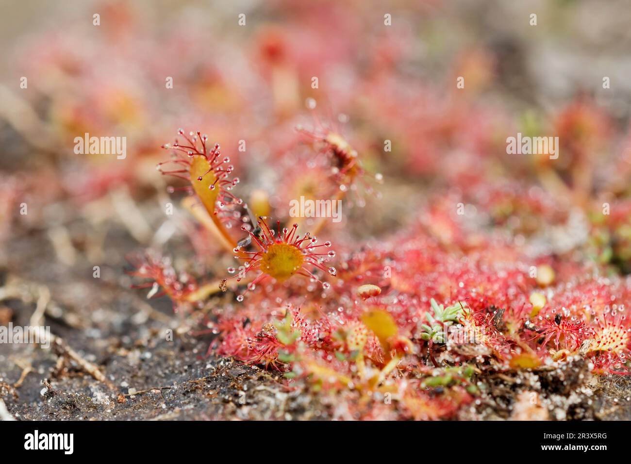 Drosera intermedia, connu sous le nom de sodo oblong-leaved, sundo Spoonleaf, sundo spatulate leaved Banque D'Images