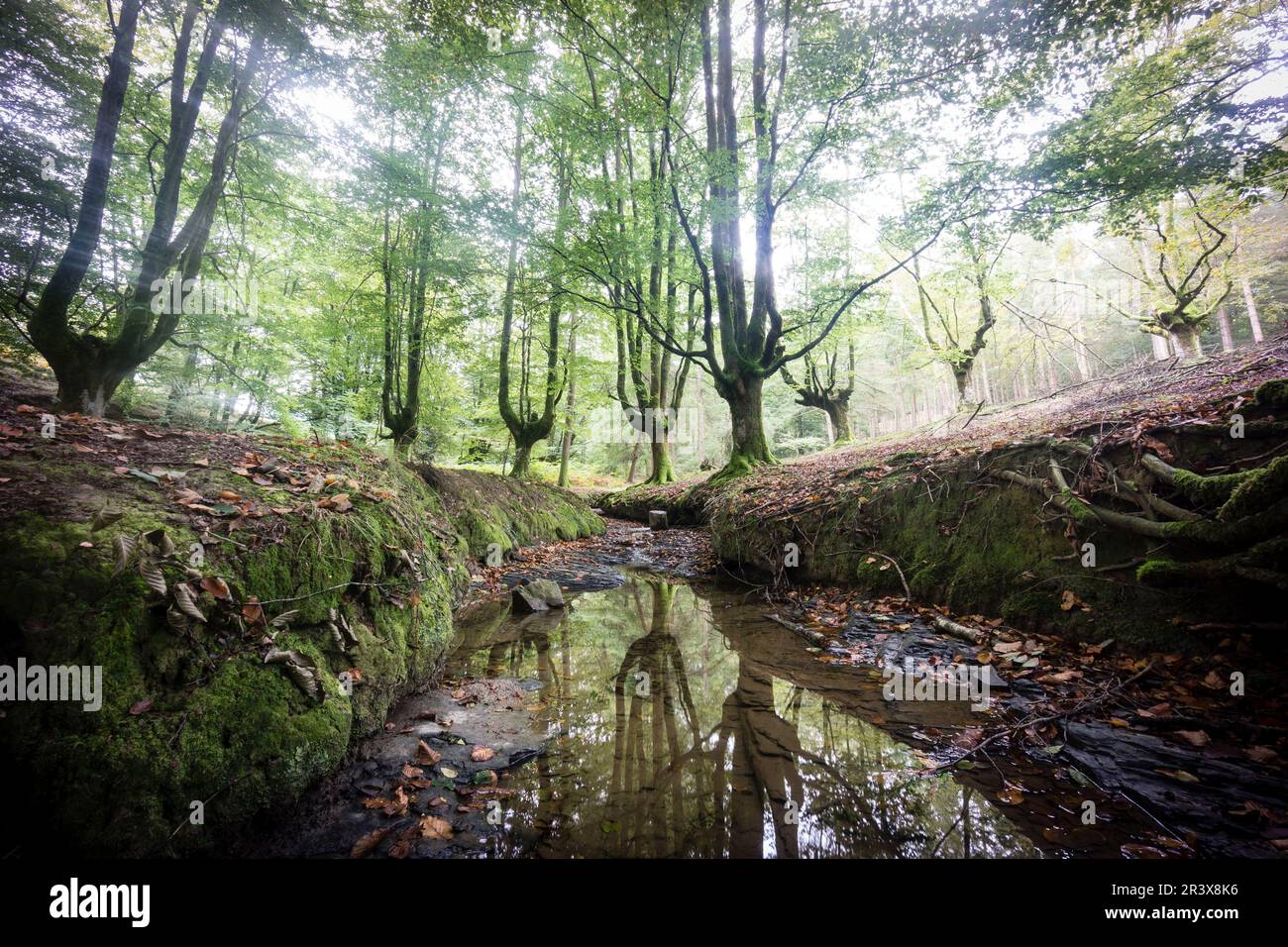 Hayedo de Otzarreta, Fagus sylvatica,parc naturel Gorbeia,Alava, Biscaye- Euzkadi, Espagne. Banque D'Images