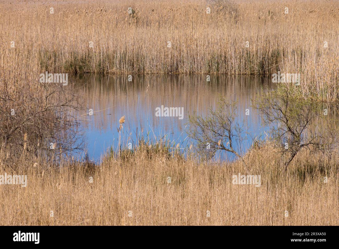 Parque Natural de la Albufera de Mallorca, Prat de Son Serra, Majorque, Iles Baléares, Espagne, Europe. Banque D'Images