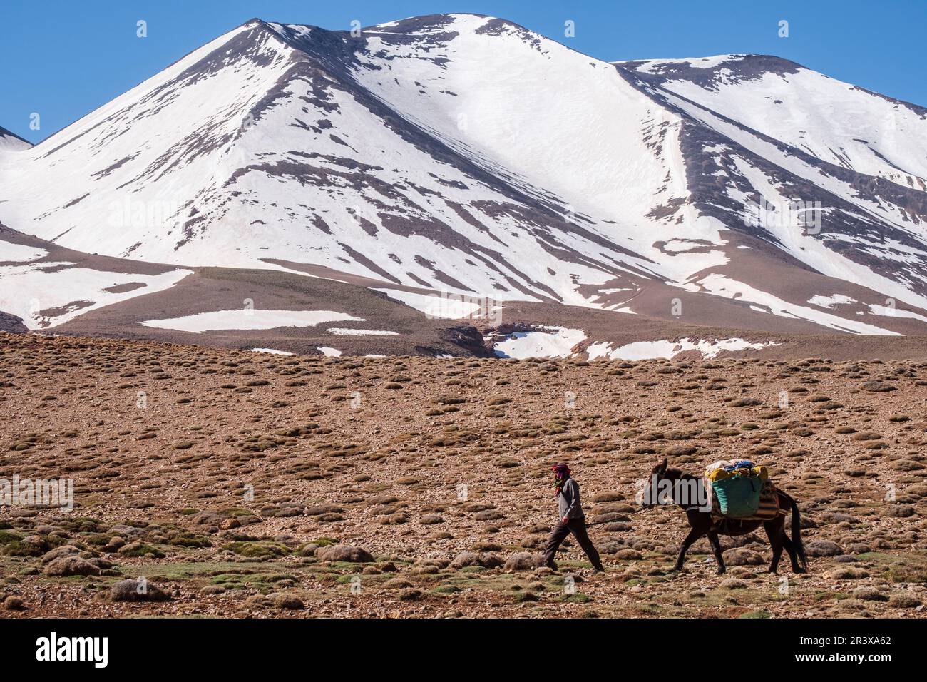 Berber Muleteer et sa mule en face du pic d'Aslad, 3878 mètres, plateau de Tarkeddit, randonnée MGoun, chaîne de montagnes de l'Atlas, maroc, afrique. Banque D'Images
