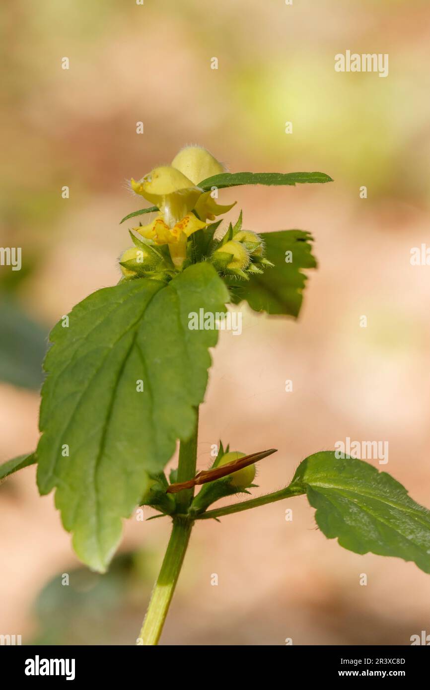 Lamium galeobdoson, connu sous le nom de Deadnettle, archange jaune, Deadnettle doré, Deadnettle jaune Banque D'Images