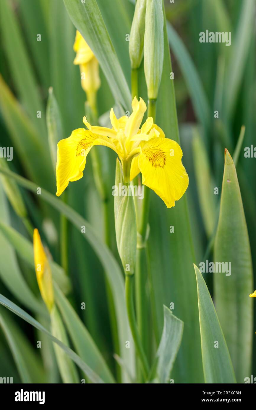 Iris pseudacorus, connu sous le nom de drapeau jaune, Iris jaune, drapeau de l'eau, levier Banque D'Images