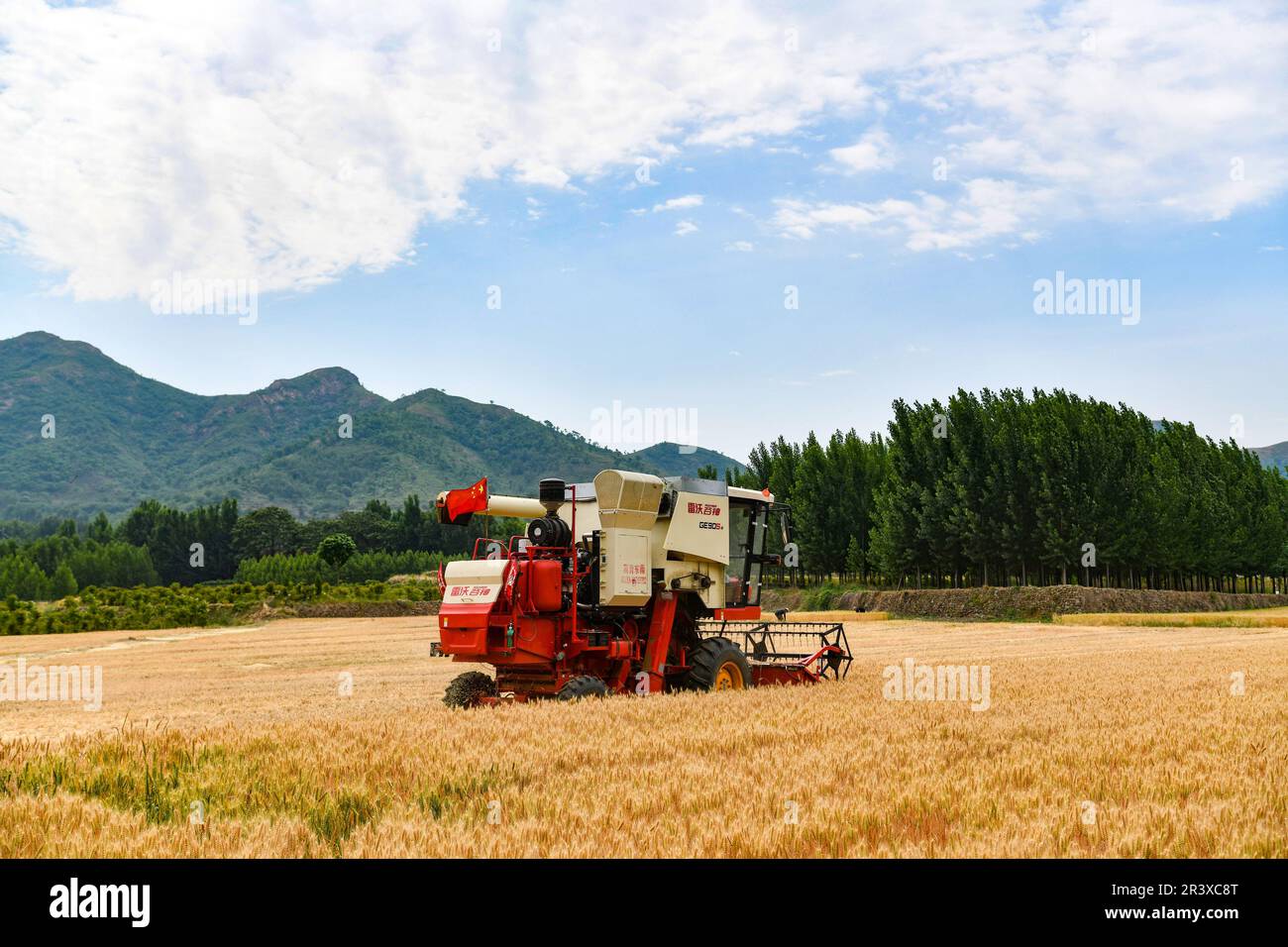 ZOUPING, CHINE - le 25 MAI 2023 - les agriculteurs récoltent du blé avec de grandes machines agricoles dans le village de Dongwoduo, dans le canton de Qingyang, dans les montagnes de Banque D'Images