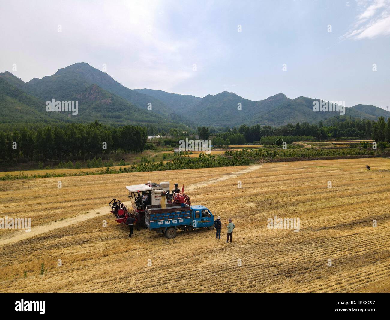 ZOUPING, CHINE - le 25 MAI 2023 - les agriculteurs récoltent du blé avec de grandes machines agricoles dans le village de Dongwoduo, dans le canton de Qingyang, dans les montagnes de Banque D'Images