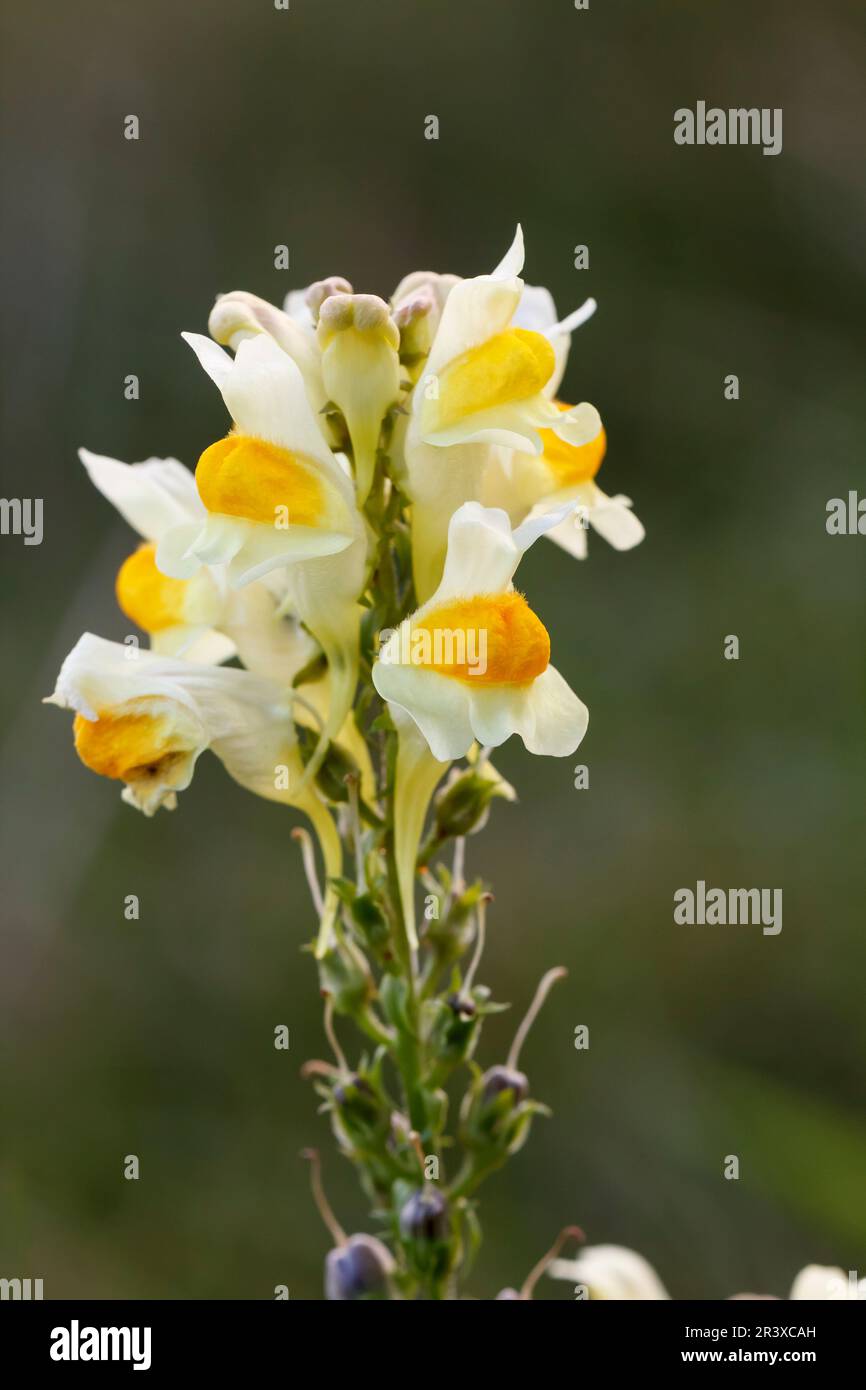 Linaria vulgaris, connue sous le nom de toadlin commun, toadlin jaune, lanternes aérées, beurre et oeufs, Banque D'Images