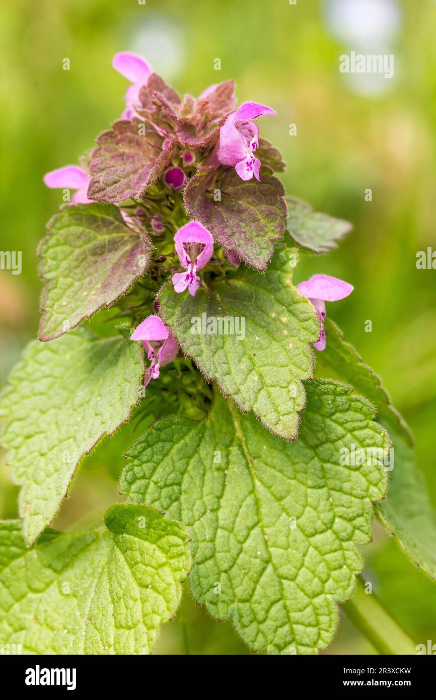 Lamium purpueum, connu sous le nom d'archange violet, dormant violet, ortie morte rouge, archange rouge Banque D'Images