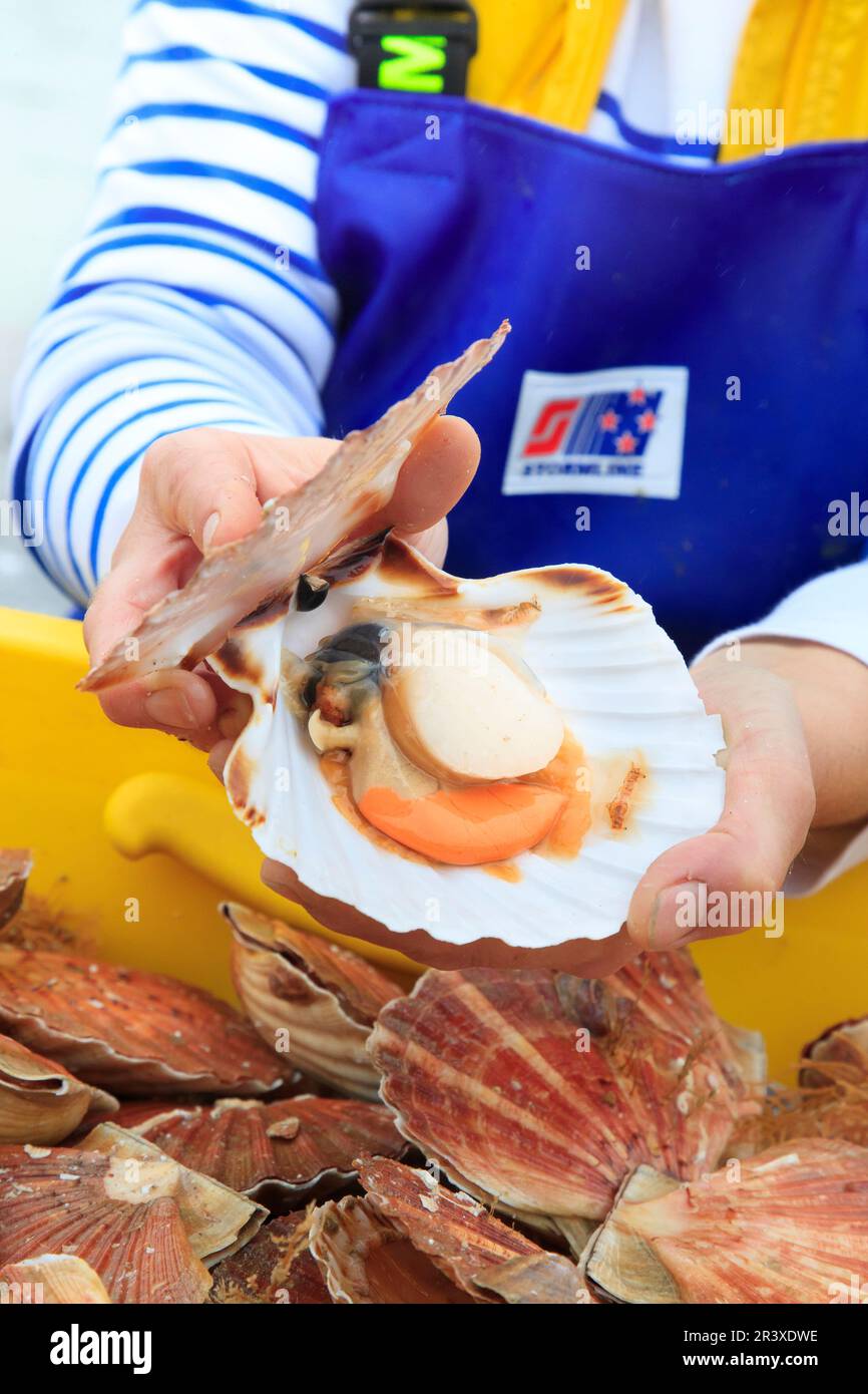 Pétoncles dans un magasin de poissons. Poissonnier tenant un pétoncle ouvert dans ses mains Banque D'Images