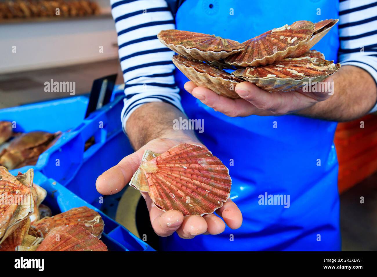 Pétoncles dans un magasin de poissons. Poissonnier tenant des pétoncles dans ses mains Banque D'Images