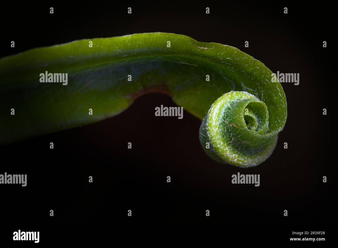Pointe courbée d'Une nouvelle croissance sur la feuille de La langue d'Un Hart Fern, Asplenium scolopendrium, New Forest UK Banque D'Images