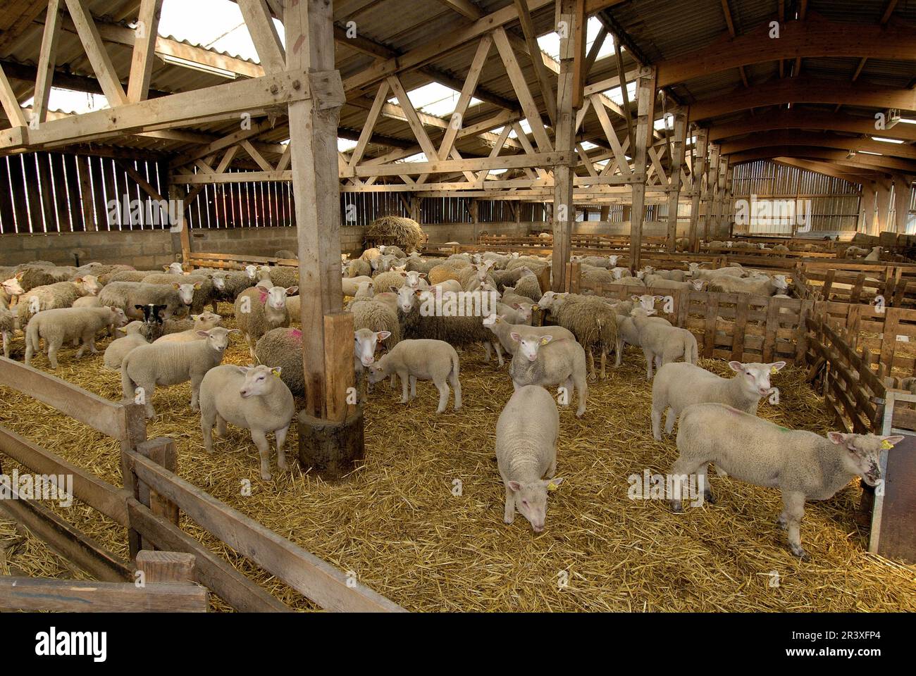 Élevage de moutons : brebis et agneaux dans un pli de mouton Banque D'Images