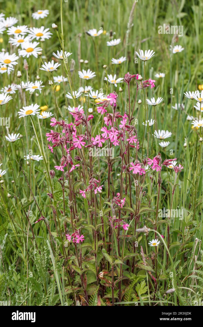 Silene dioica, connu sous le nom de Red campion, Red Catchfly, Morning campion, Rough Robin, jeune fille anglaise Banque D'Images