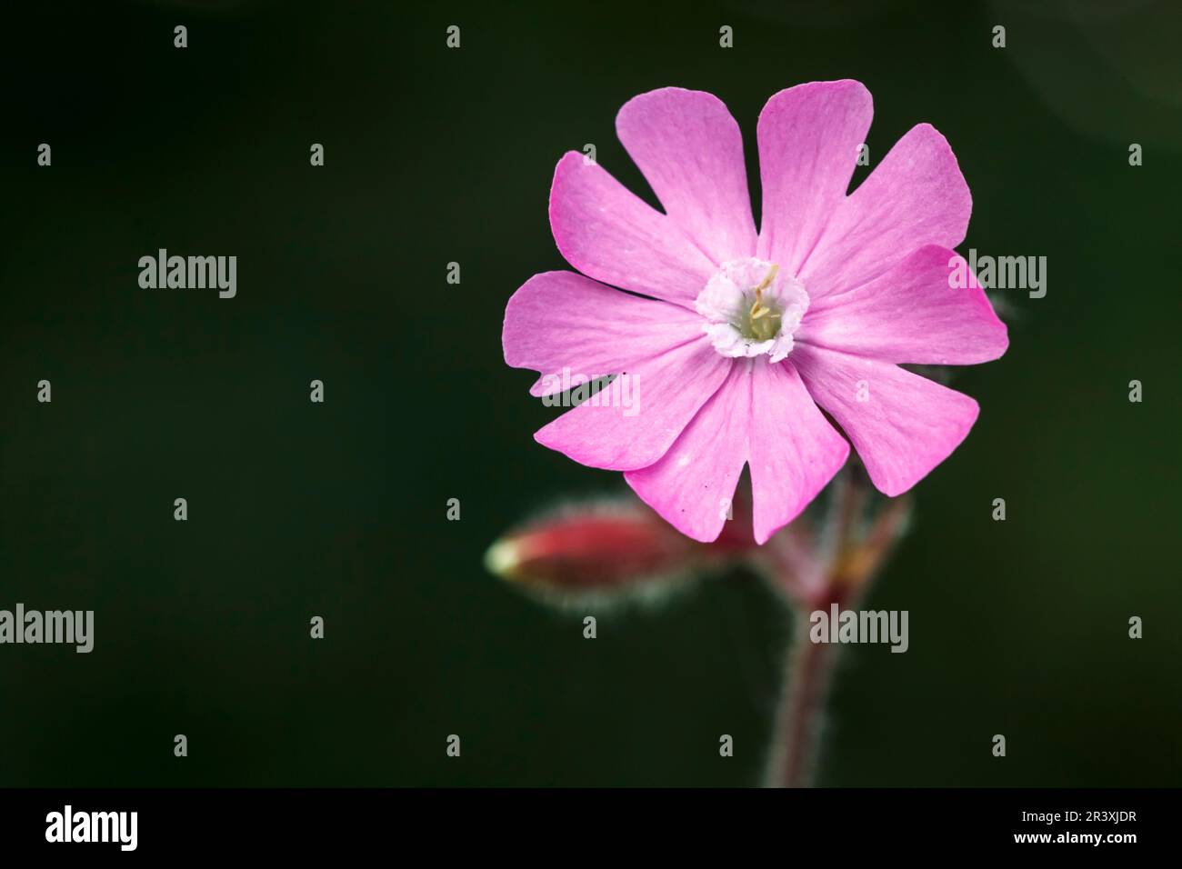 Silene dioica, connu sous le nom de Red campion, Red Catchfly, Morning campion, Rough Robin, jeune fille anglaise Banque D'Images