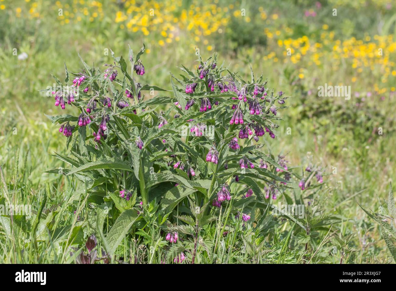 Symphytum officinale, connu sous le nom de Common Comfrey, True Comfrey, Quaker Comfrey, Boneset, Knitbone Banque D'Images