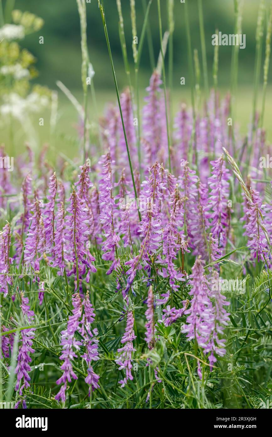 Vicia craca, connue sous le nom de vesce touffetée, vesce d'oiseau, fetch boréale, vesce de vache Banque D'Images