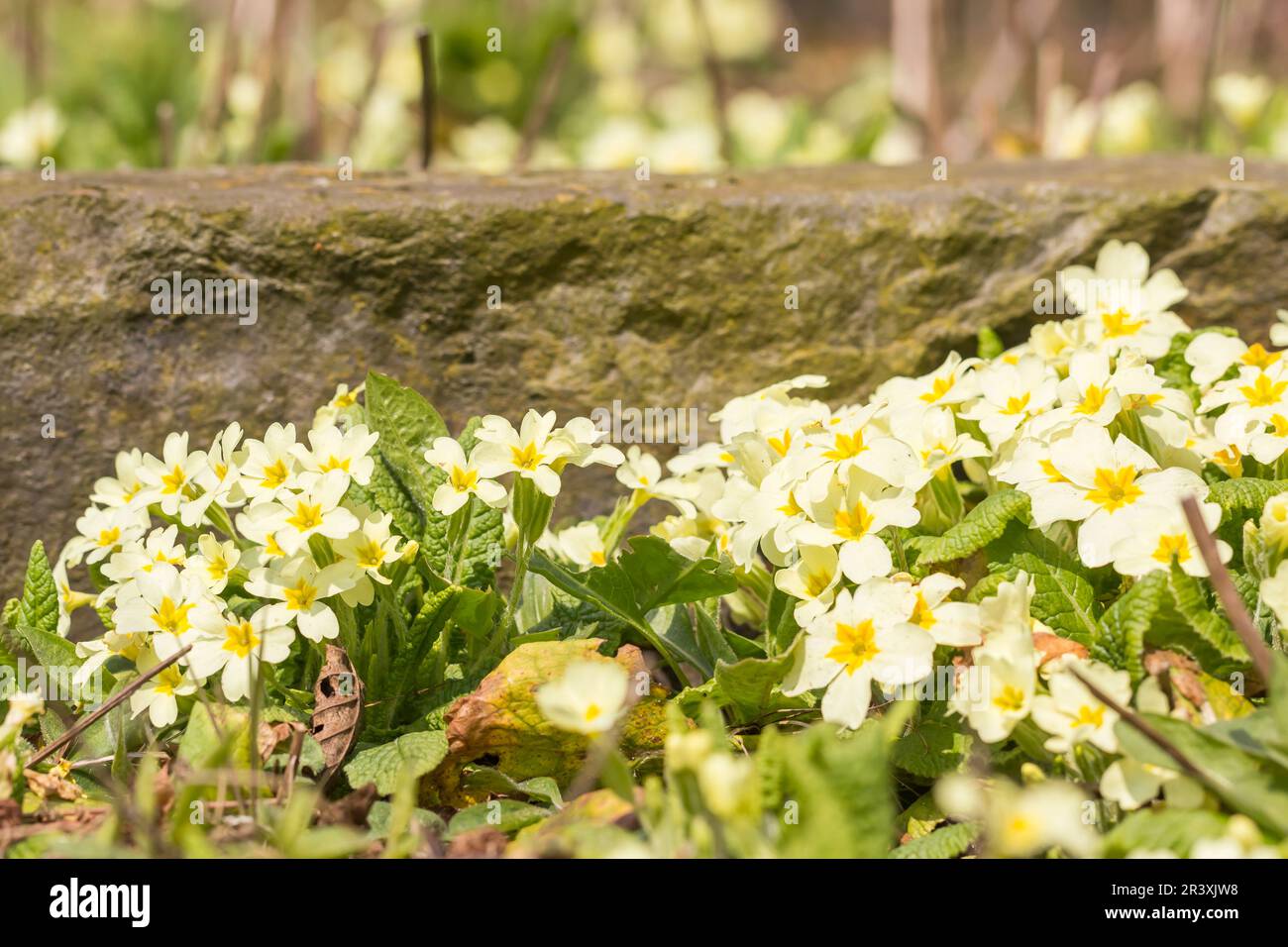 Primula vulgaris, connue sous le nom de Primrose commun, primrose anglais, Primrose Banque D'Images