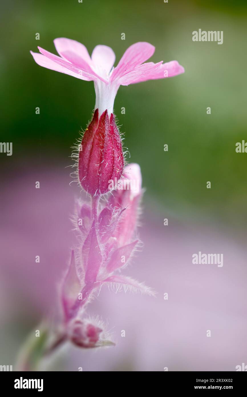 Silene dioica, connu sous le nom de Red campion, Red Catchfly, Morning campion, Rough Robin, jeune fille anglaise Banque D'Images