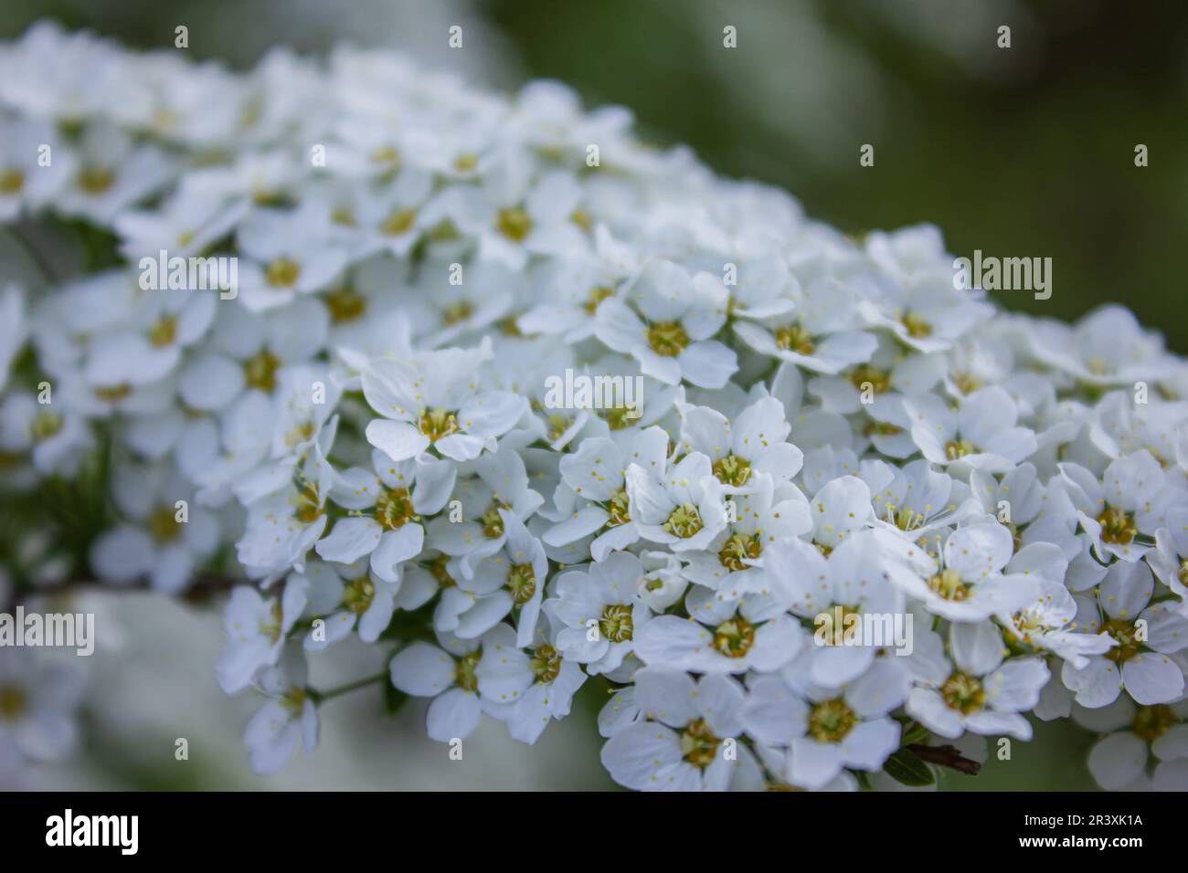 Branches de la floraison Spirea avec beaucoup de petites fleurs blanches. Spiraea cinerea. Fond doux et pastel. Spirea dans le ressort, gros plan. Banque D'Images