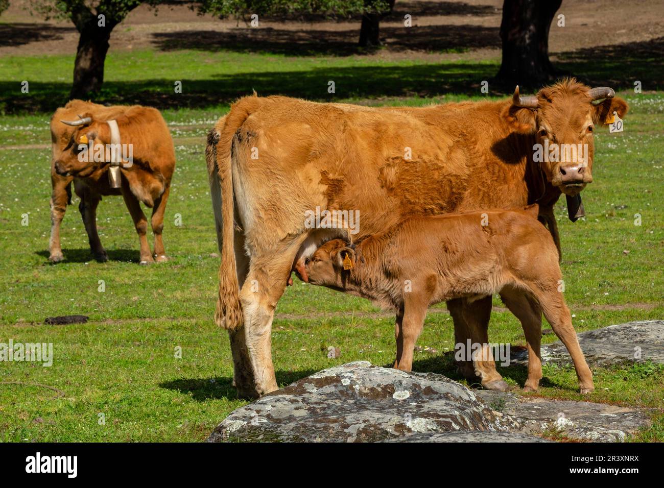 Pastando ganado vacuno cerca de Evora, Alentejo, Portugal. Banque D'Images