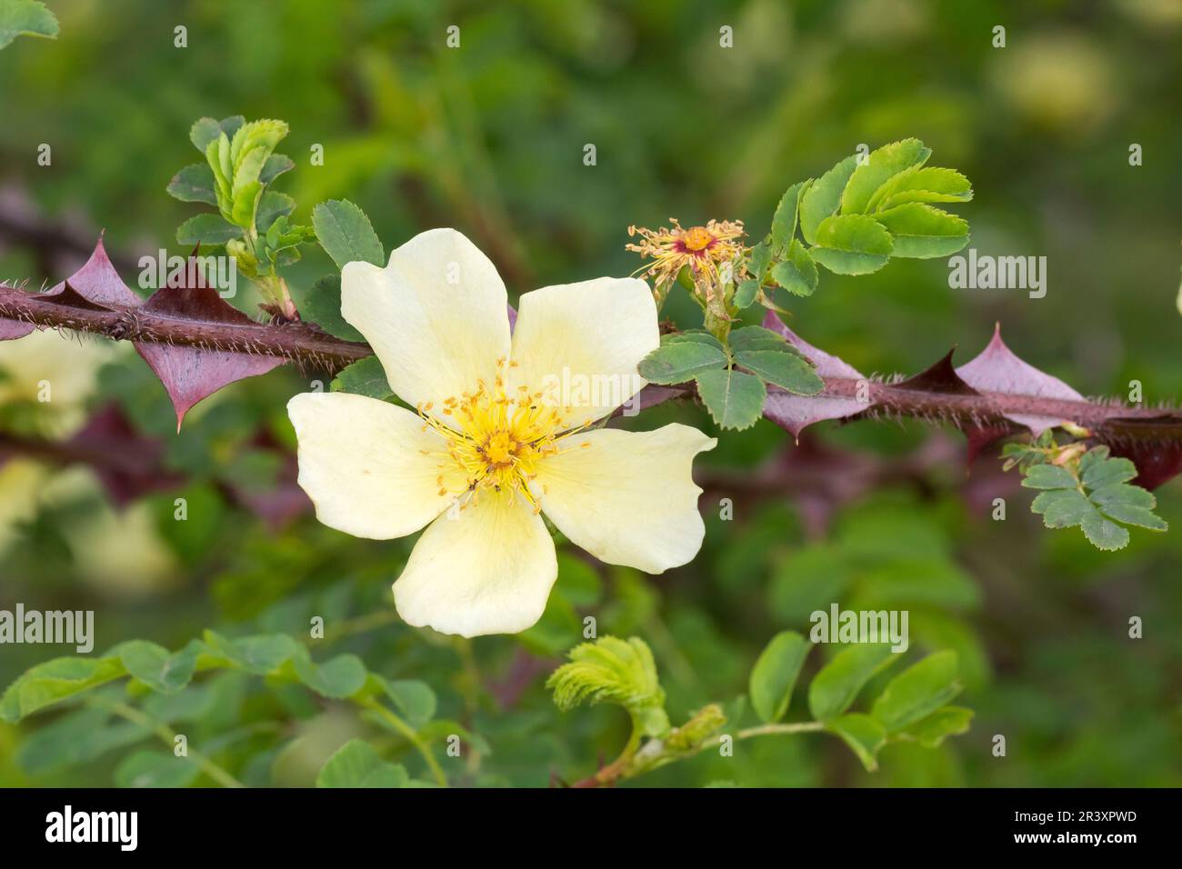 Rosa xanthina, forme hugonis, Rosa hugonis, connue sous le nom de rose du Père Hugos (rose sauvage) Banque D'Images