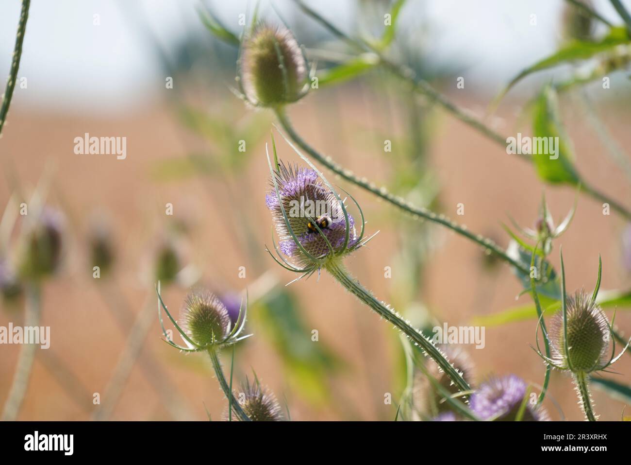 Les sols acides appauvris sans éléments nutritifs dans l'agriculture conduisent à une croissance et à la misère ahurlées Banque D'Images