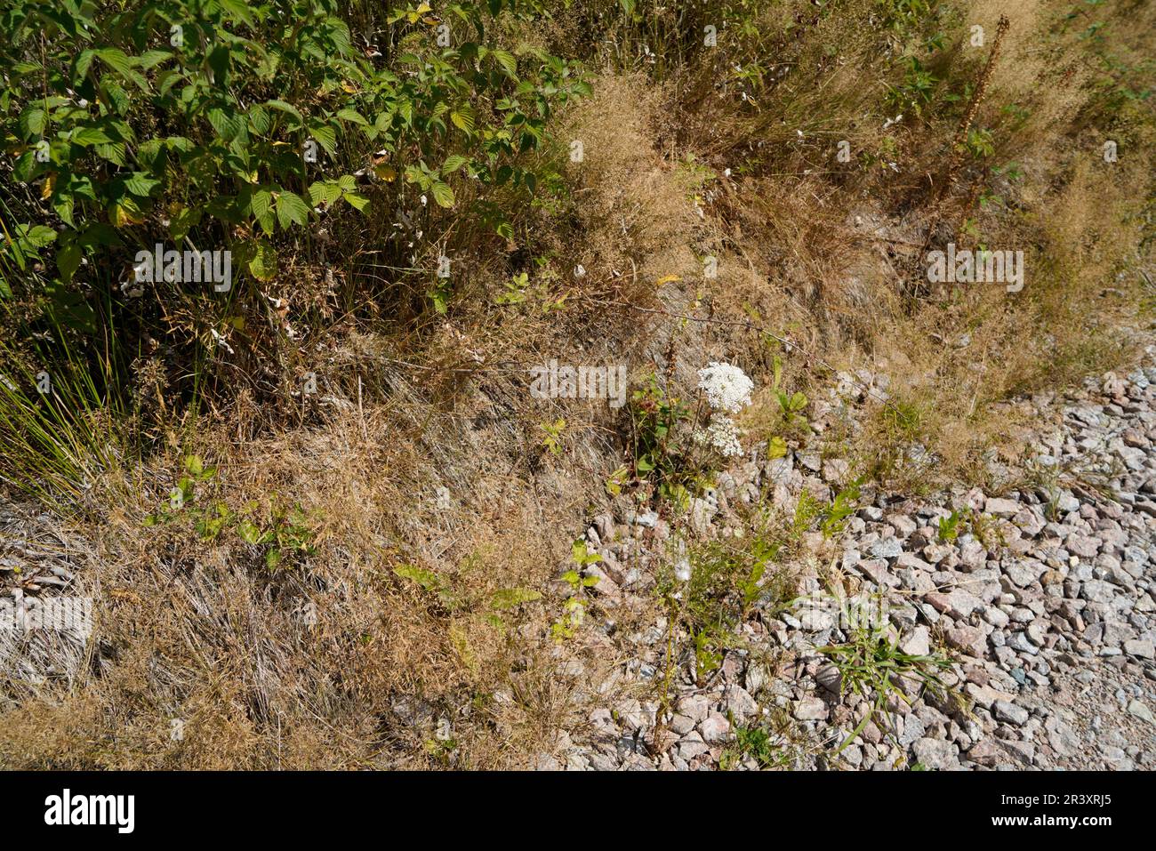 Les sols acides appauvris sans éléments nutritifs dans l'agriculture conduisent à une croissance et à la misère ahurlées Banque D'Images