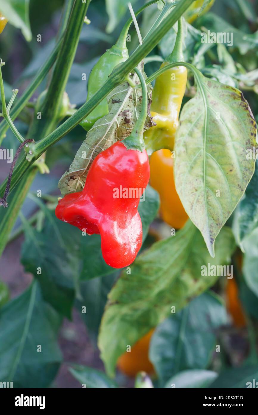 Capsicum annuum 'ornemental' , connu sous le nom de Chili, Paprika, Pepper Banque D'Images