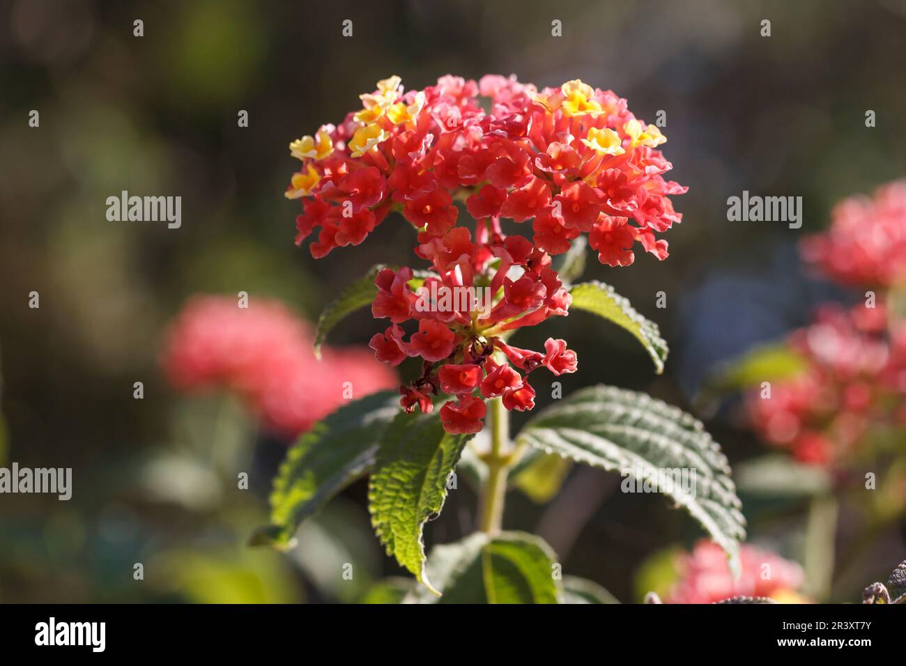 Lantana camara, connue sous le nom de drapeau espagnol, West Indian Lantana Banque D'Images