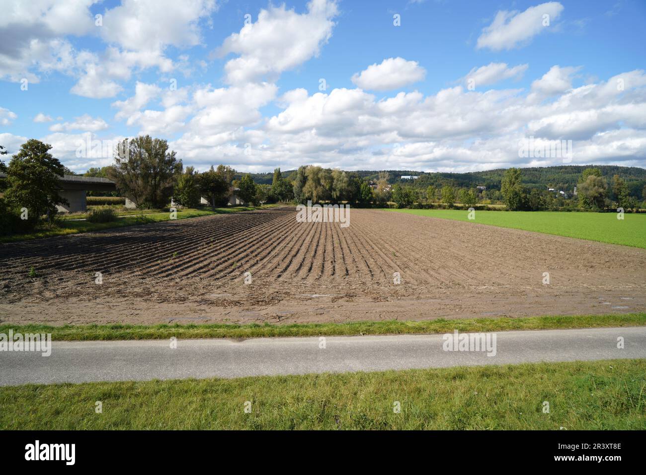 Les sols acides appauvris sans éléments nutritifs dans l'agriculture conduisent à une croissance et à la misère ahurlées Banque D'Images