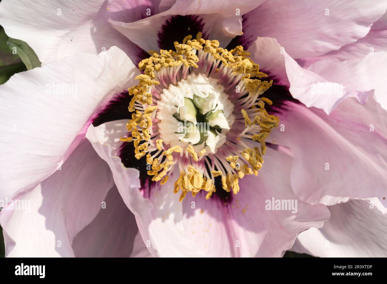 Paeonia suffruticosa, connue sous le nom de pagode de Snowy, pivoine d'arbre de Rock, pivoine de Rock, pivoine Banque D'Images