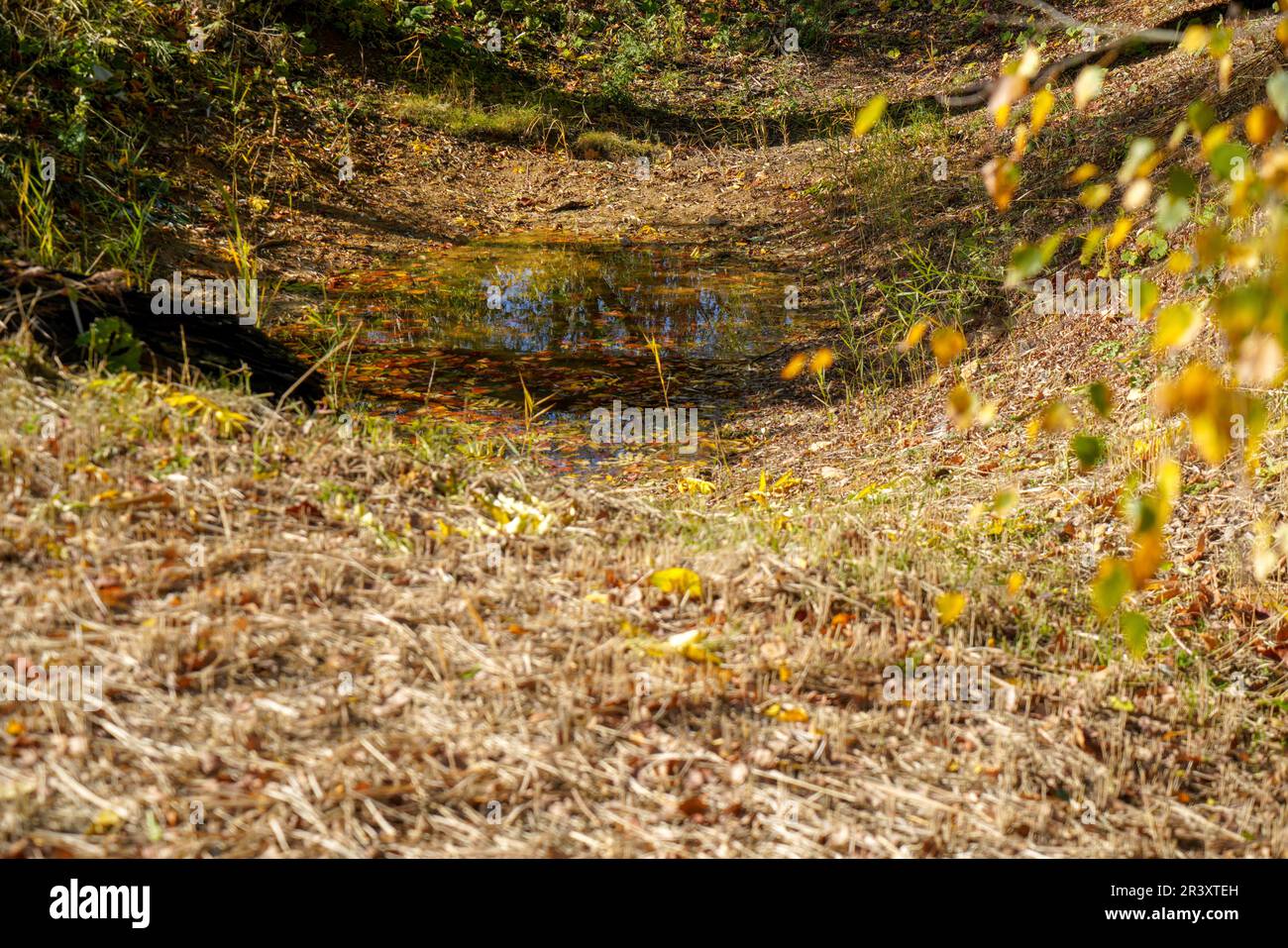 Les sols acides appauvris sans éléments nutritifs dans l'agriculture conduisent à une croissance et à la misère ahurlées Banque D'Images