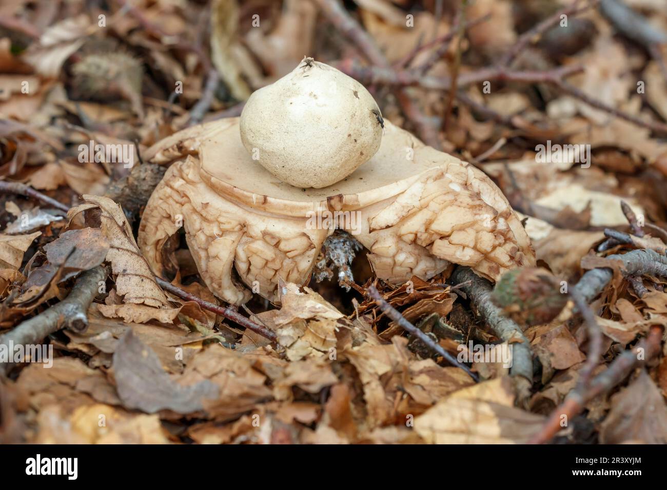 Geastrum triplex, connu sous le nom de Earthstar de Collared, Saugerstar de terre, Triple Earthstar Banque D'Images