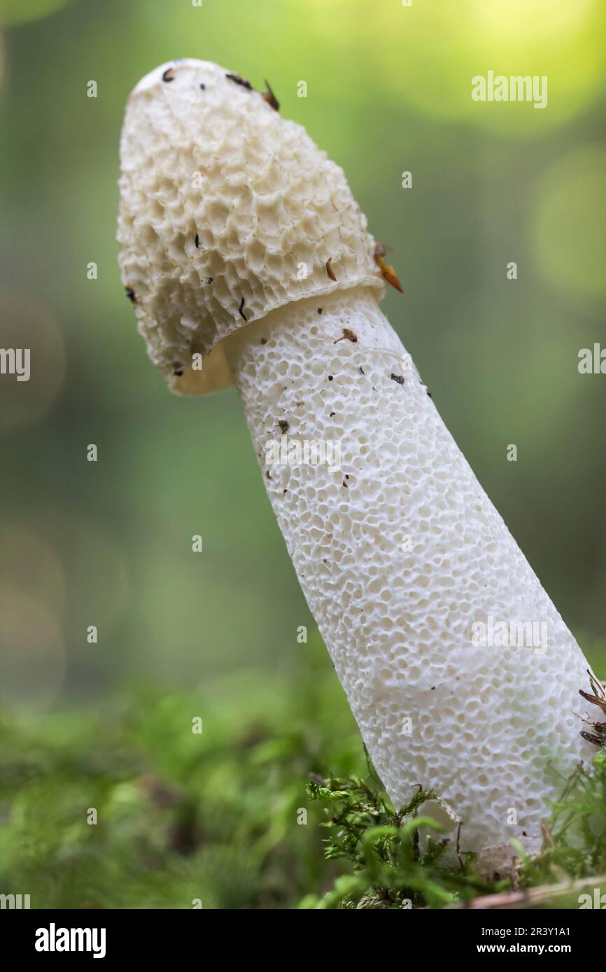 Phallus impudicus, connu sous le nom de Stinkhorn commun, Stinkhorn sans shampoings, Stinkhorn Banque D'Images